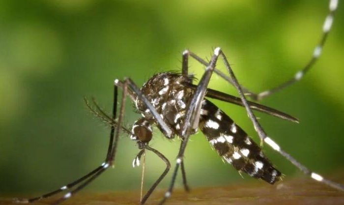 1 billion genetically modified mosquitoes in the United States open! Is it true to kill mosquitoes with mosquitoes?