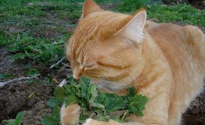 Why does catnip make cats cheer up? Is it harmful to cats?