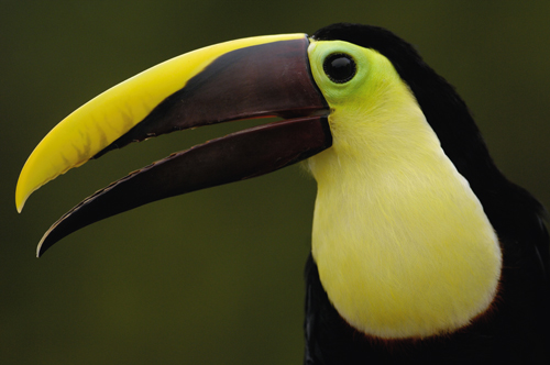 Why are birds’ mouths so diverse?